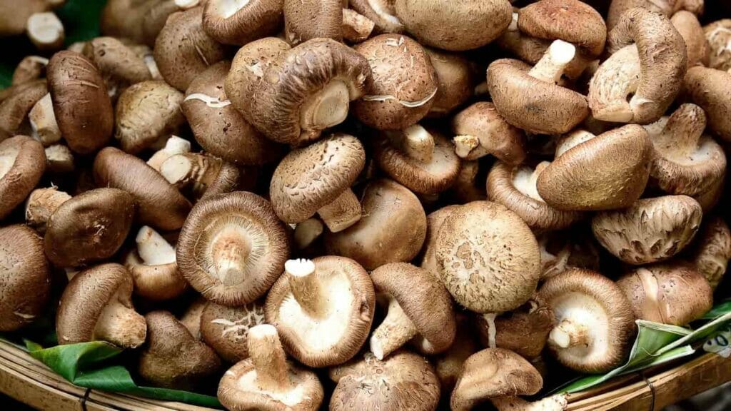 funghi-shiitake