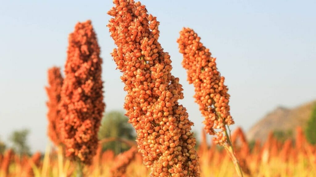 sorgo